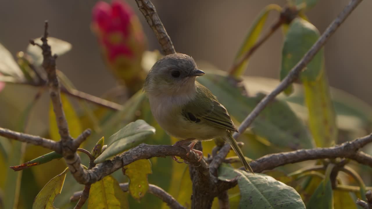 los pájaros se posan en el árbol
