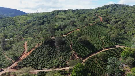 dolly in close up aerial view of coffee plants farming on hillside terracing at rancho arriba, ocoa, dominican republic.