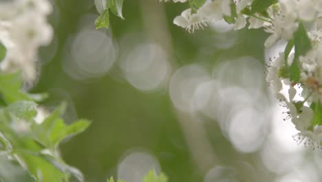 small white flowers