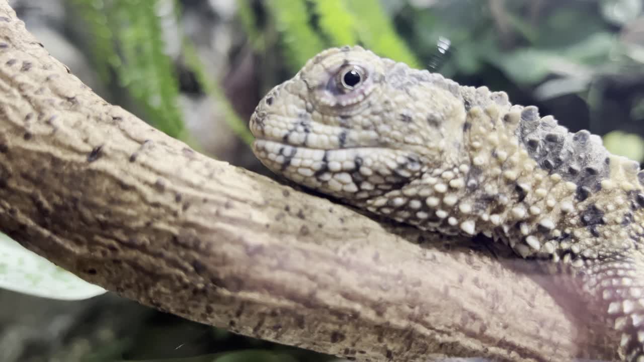 카메라 근처의 나 ⁇ 가지에 누워있는 이국적인 exe의 머리