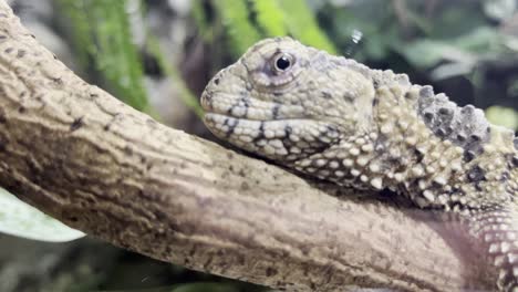 cabeza de un exotico acostado en una rama cerca de la cámara