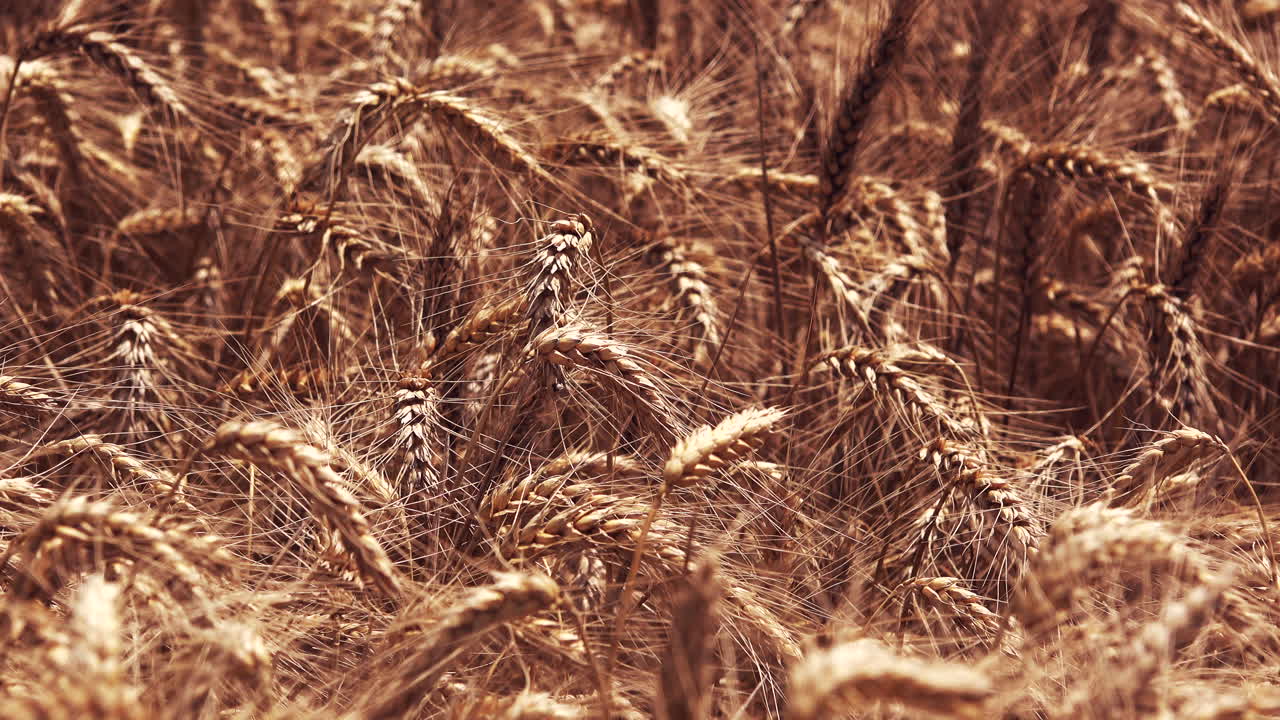 Ripe wheat crop field in summer