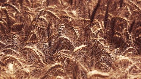 Campo-De-Cultivo-De-Trigo-Maduro-En-Verano