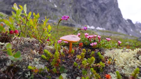 Arktischen-Tundra.-Schöne-Natur-Norwegen-Naturlandschaft.