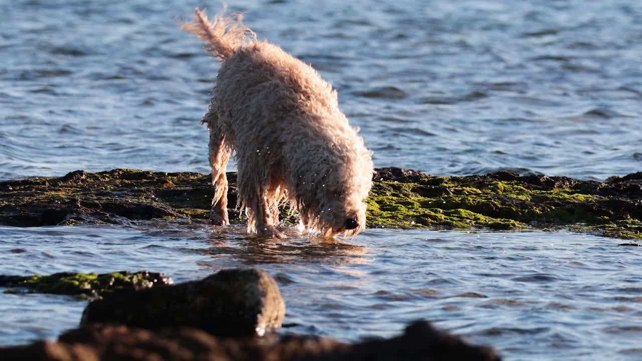 A dog wades through shallow beach waters