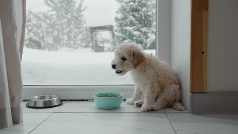 puli puppy sits by glass patio door with snowy backdrop, munches kibble from turquoise bowl on tiled floor while soft daylight filters through sheer curtains in gentle morning glow in cozy home