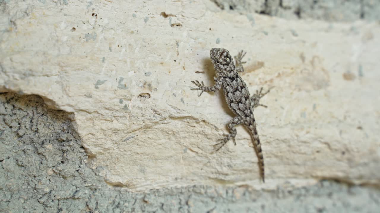 hermoso pequeño lagarto cornudo de la meseta mexicana en la pared de roca siendo muy quieto