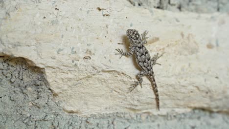 Beautiful-Small-Mexican-Plateau-Horned-Lizard-On-Rock-Wall-Being-Very-Still