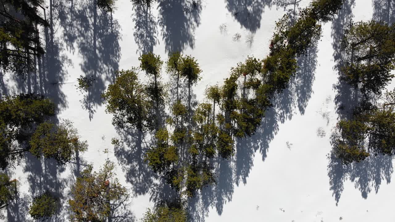 미국 콜로라도 주 록키 산맥에 하얀 겨울 눈으로 둘러싸인 푸른 소나무