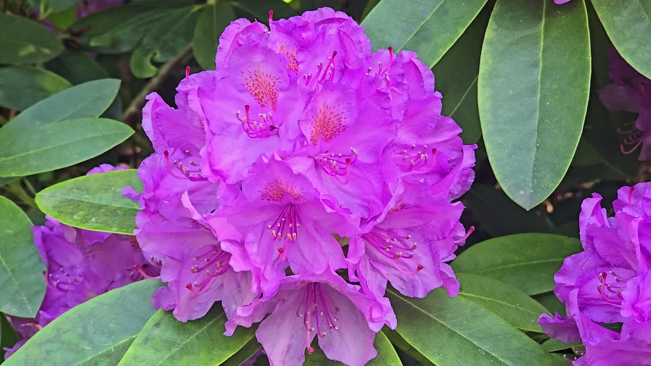 Close-up of lilac rhododendron blossoms swaying in spring wind