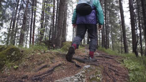 hiking in the forest