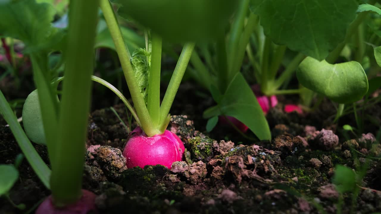 Radish grows in the ground in the garden bed.