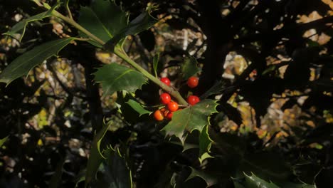 un primer plano centrado en frutas y hojas de un árbol de acebo