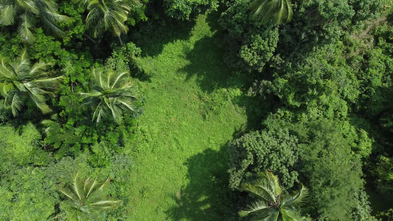 vista aérea de una especie de jungla o bosque verde profundo
