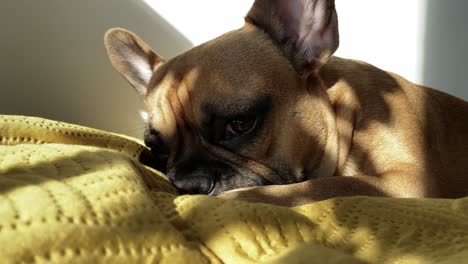 cabeza de primer plano del perro bulldog francés sobre una manta amarilla, el animal yace bajo el sol en el interior
