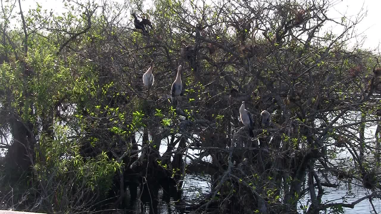 los pájaros se sientan en el bosque de manglares en los everglades