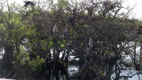 birds sit in the mangrove forest in the everglades