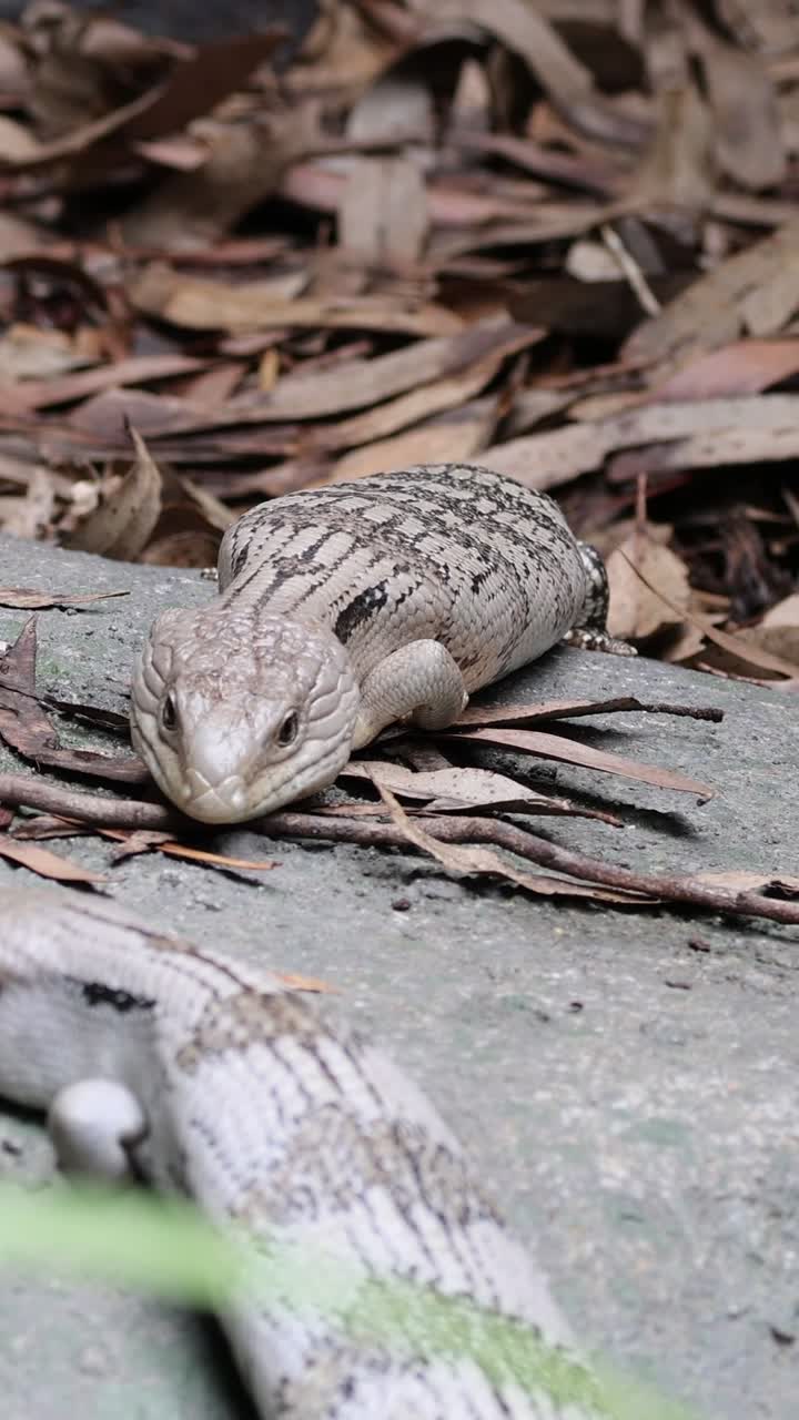 A Skink on the Ground
