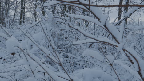 snow covered branches gently swaying in winter snow covered woodland