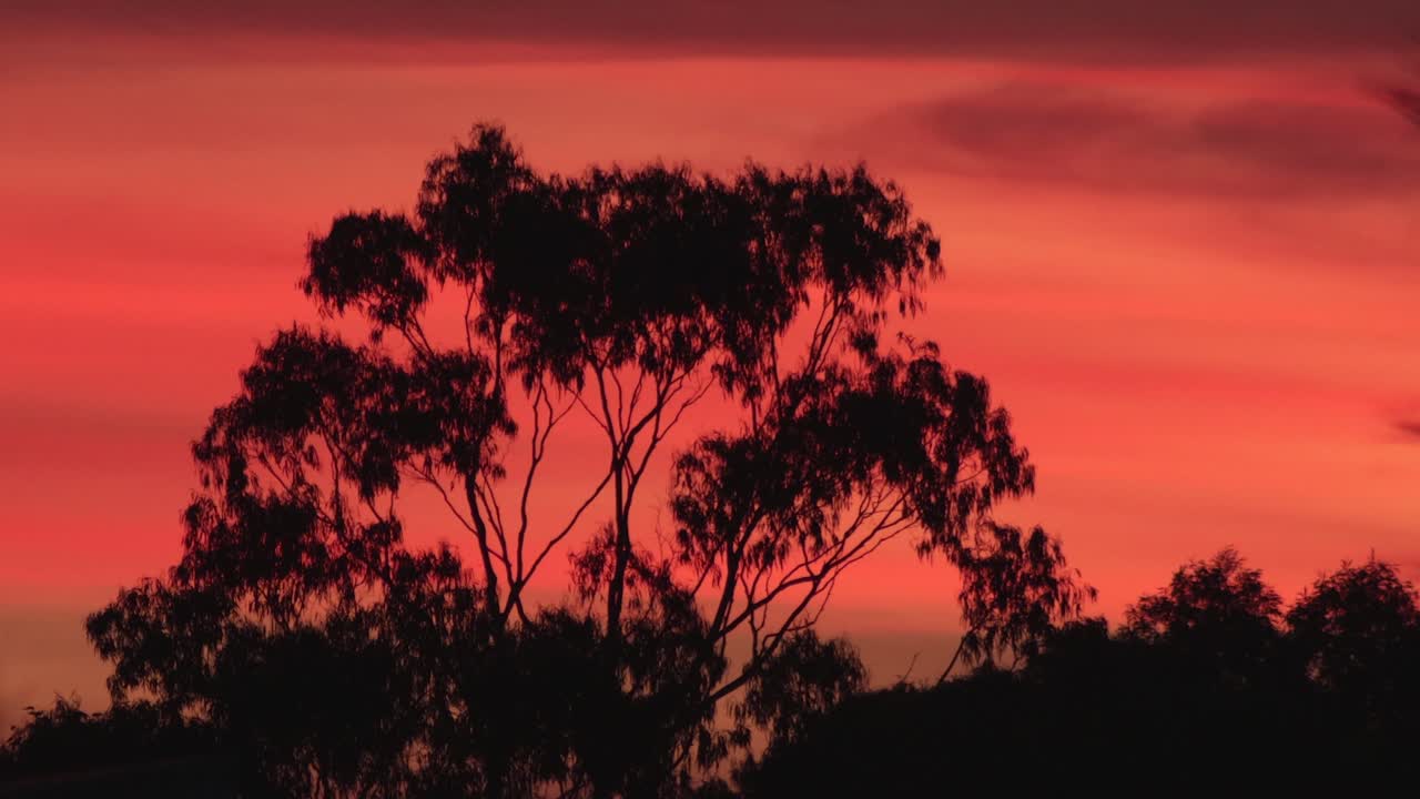 Beautiful Australian Sunset With Bold Vivid Red Pink Orange Sky With Gum Trees, Hot Evening, Maffra, Gippsland, Victoria, Australia