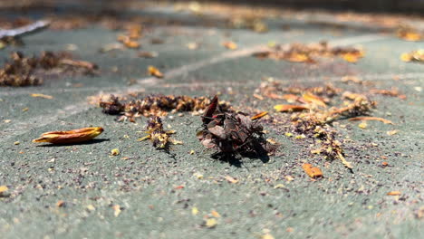 cockroaches scavenging on ground, close-up, sunny day