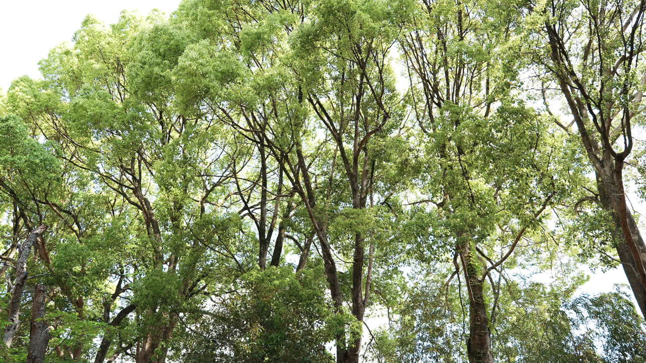 Majestic trees covered in vines, showcasing abundant natural growth