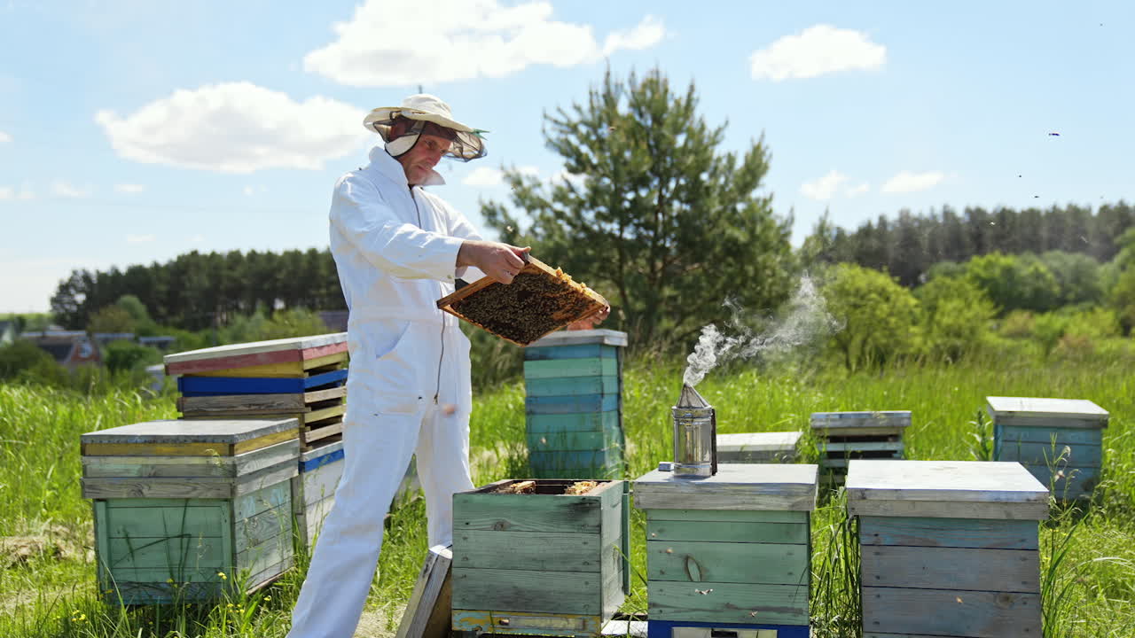Professional apiarist examining bees on apiary in the meadow. Beekeeper in white suit works near wooden hives among nature in summer.
