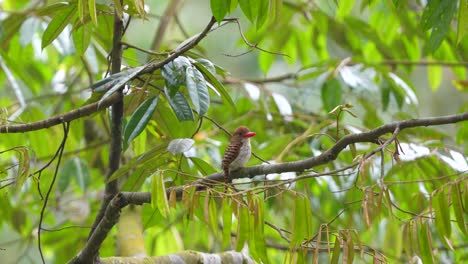 Un-Pájaro-Martín-Pescador-Hembra-Está-Posado-En-Una-Rama-Mientras-Mueve-Las-Plumas-De-Su-Cabeza