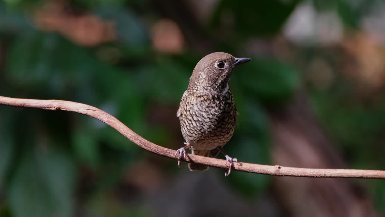 이 새가 오른쪽을 바라보면서 카메라가 확대됩니다. 태국 몬티콜라 구라리스 (monticola gularis)