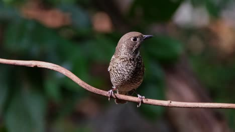 die kamera zoomt aus, während dieser vogel nach rechts schaut, der weißhals-felsdrossel monticola gularis, thailand