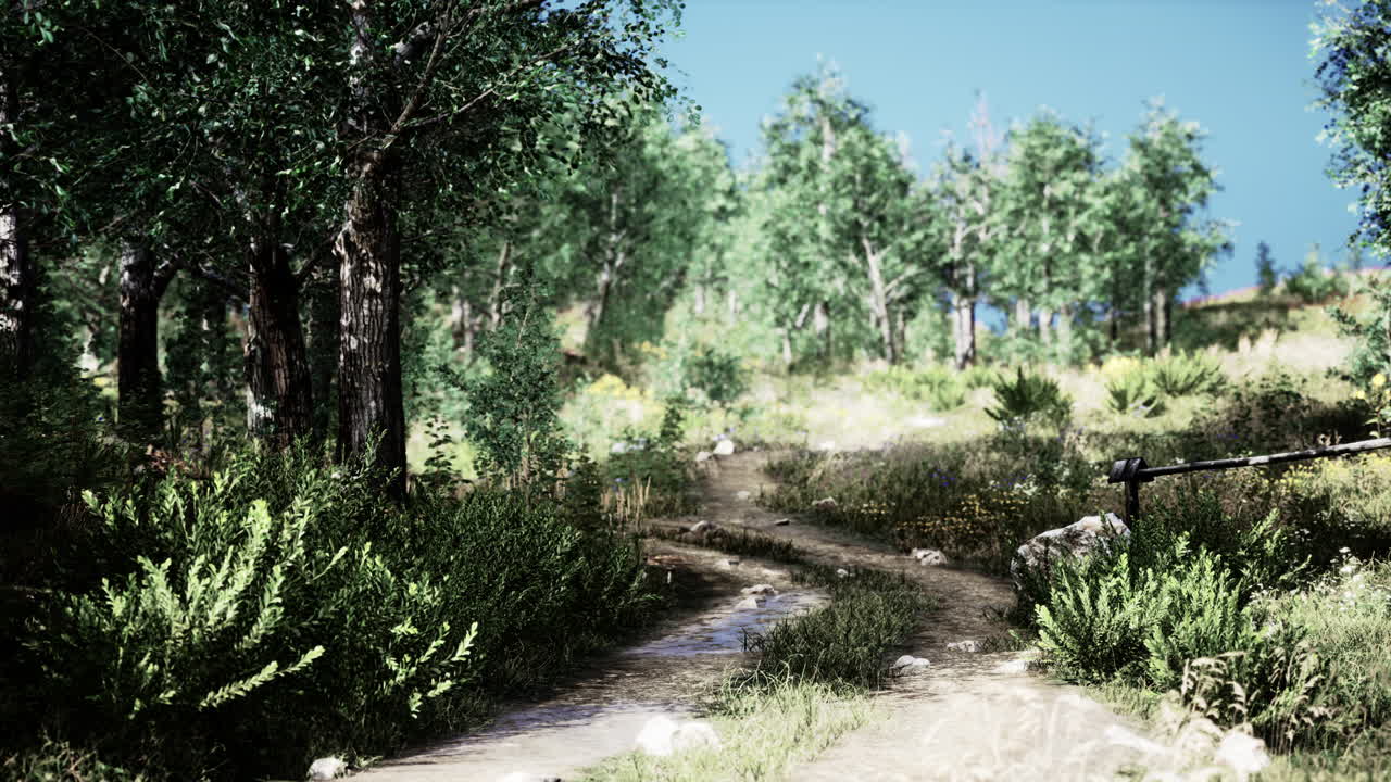 안개 가 많은 아침 에 낙 ⁇  숲 에 있는 시골 도로