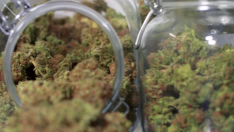 dolly shot of harvested cannabis blooms in jars in front of a white background