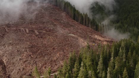 un talado fresco con equipo de tala en la isla de vancouver, columbia británica