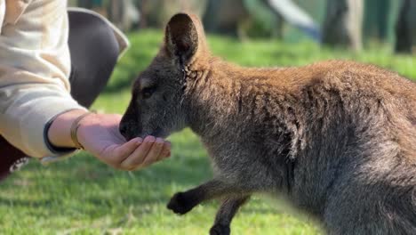 mujer alimentando a un lindo wallaby fuera de la mano