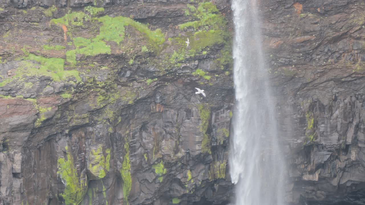 una sola gaviota vuela cerca de una cascada de acantilado de las islas feroe en soledad al aire libre