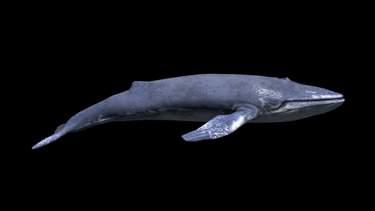 Blue Whale Swimming With Alpha Channel