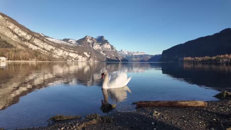 majestic swan bird wildlife swiss nature walensee lake wales switzerland mountain reflection