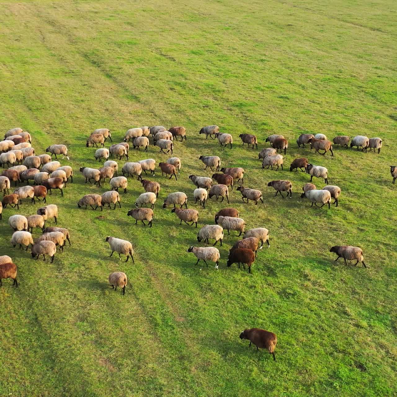 Vista aerea di una fattoria con pecore. Gregge di pecore mangia l'erba nel pascolo. Agnelli adorabili