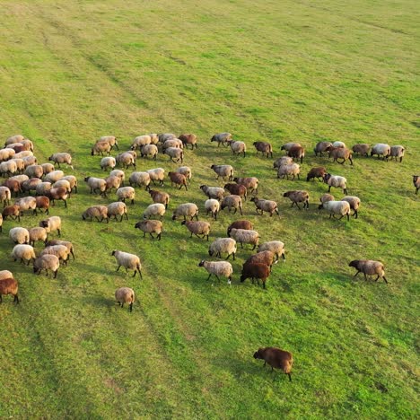 aerial view of a farm with sheeps. flock of sheep eat grass in the pasture. lovely lambs