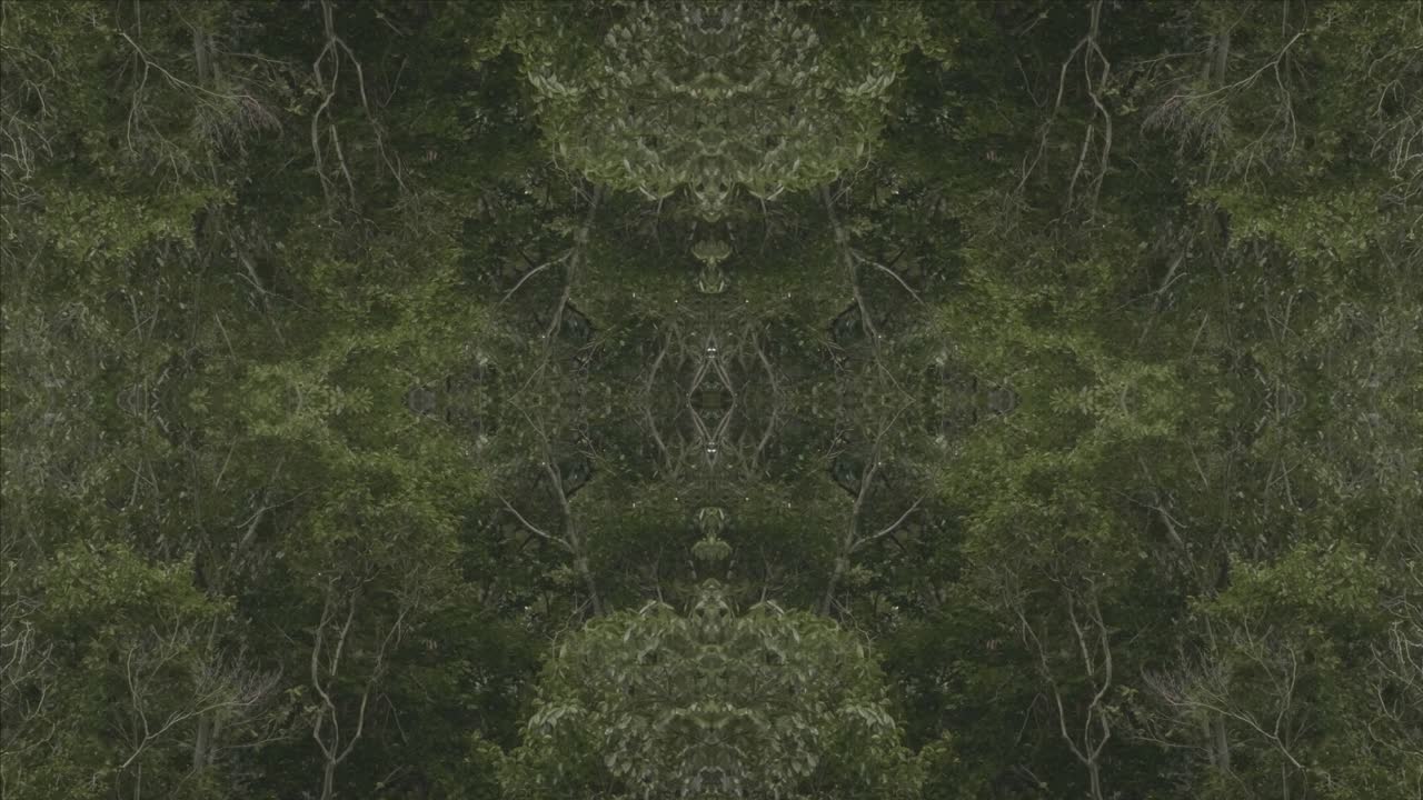 caleidoscopio de vegetación usando imágenes de bosque de wissahickon creek, philadelphia, #43