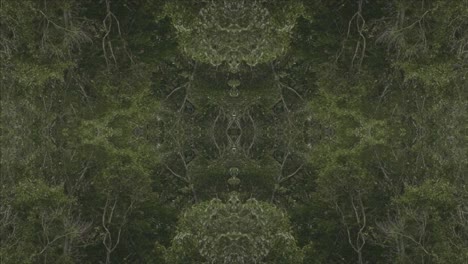 Grünes-Kaleidoskop-Mit-Waldbildern-Aus-Wissahickon-Creek,-Philadelphia,-#43