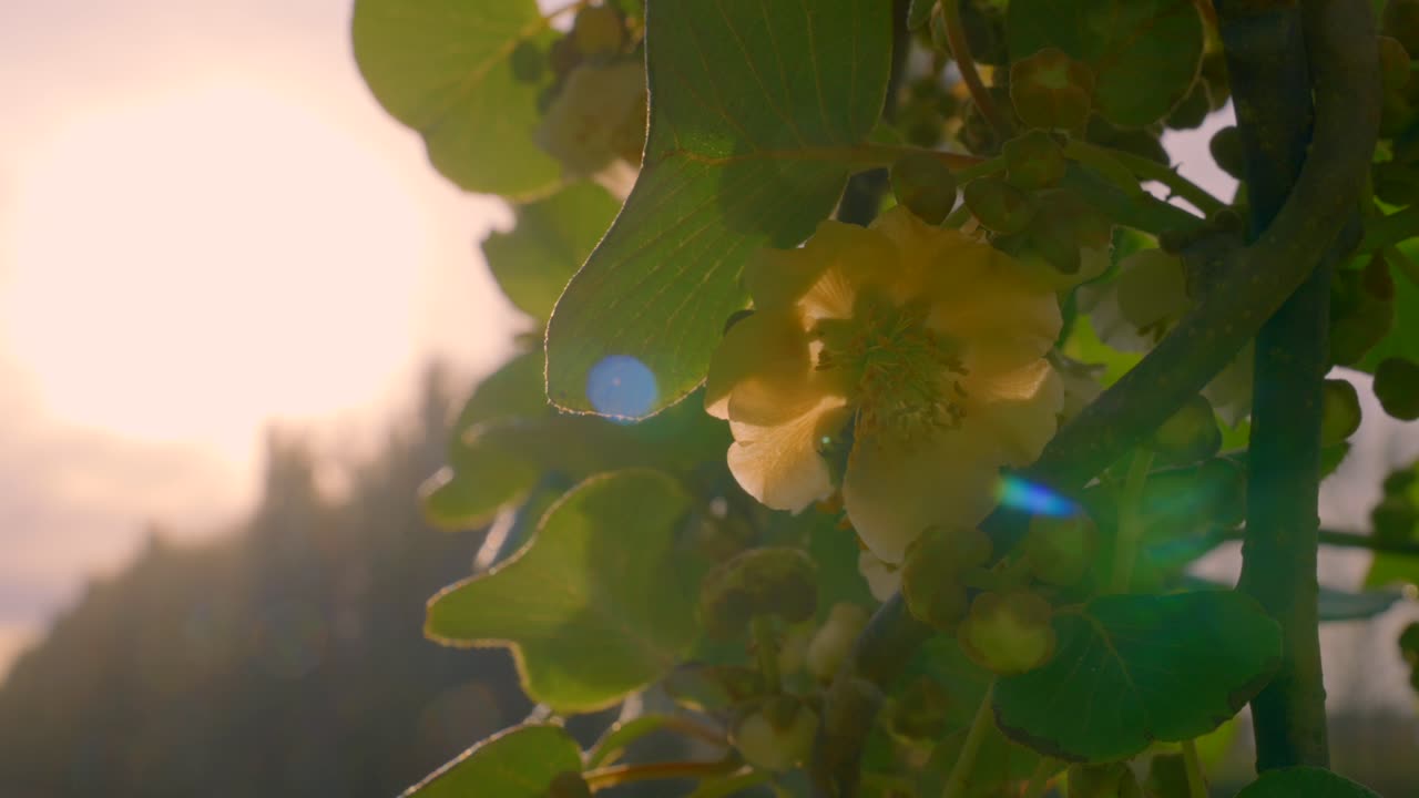 Zeitlupe einer Honigbiene, die im Sonnenlicht Pollen von einer weißen Blume sammelt