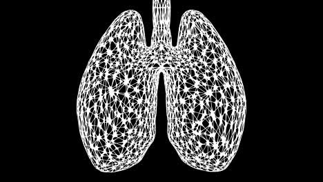 concepto: los pulmones.