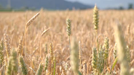 close up view of wheat head with bokeh background of golden field