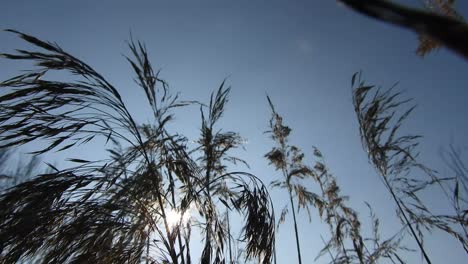 Especia-De-Trigo-Golpeado-Por-El-Viento-En-El-Golpe-De-Los-Rayos-Del-Sol-Al-Atardecer