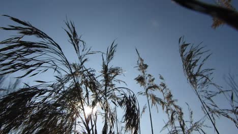especia de trigo golpeado por el viento en el golpe de los rayos del sol al atardecer