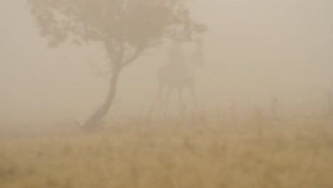 misty giraffe in a grassland