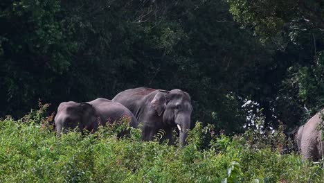 seen at the edge of the forest one facing to the left, other moves towards the right of the frame, indian elephant, elephas maximus indicus, thailand