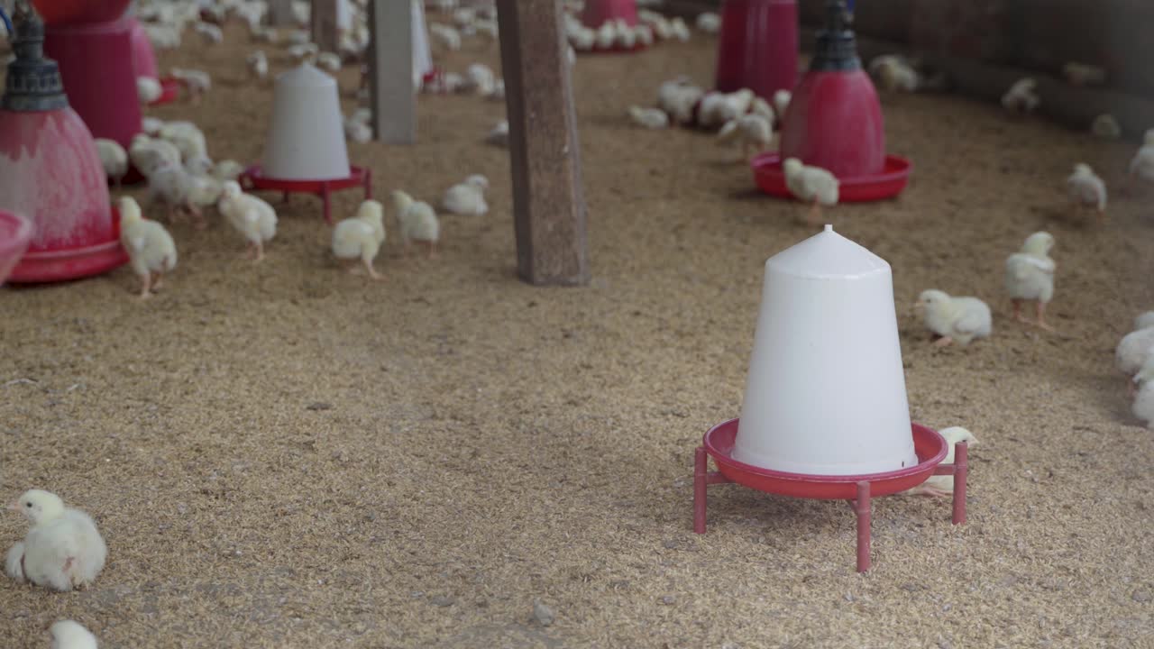 There are baby chickens in the poultry farm.