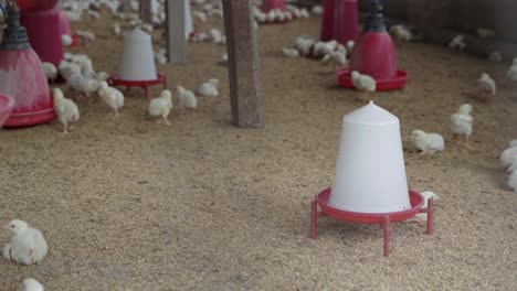 there are baby chickens in the poultry farm.